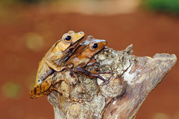 eared tree frogs on tree trunks, Polypedates otilophus