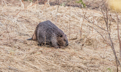 woodland beaver cutting trees