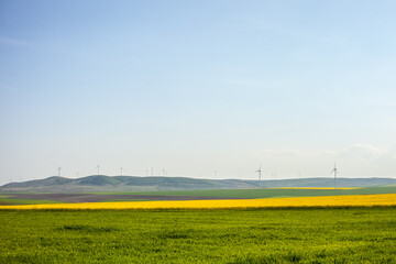 Windmills in the Summer Fields