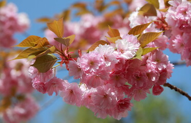 Wunderschöne zart rosa rosé Kirschblüten - aufgeblüht