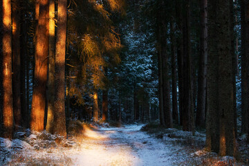 A small path through an old forest during a sunset on a cold and snowy winter day in Estonia. 