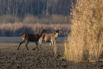 Łanie jeleń szlachetny Cervus elaphus elaphus w swoim środowisku naturalnym, rodzina jeleni naturalna dzika przyroda © PeterG