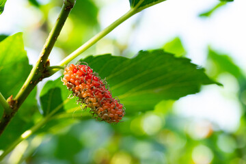 mulberry fruit red on the branch of tree on sunny day