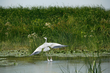 Birds of Danube Delta