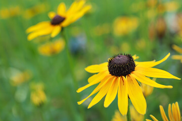 Blooming yellow rudbeckia in the garden as a beautiful natural background
