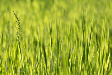 Grass background