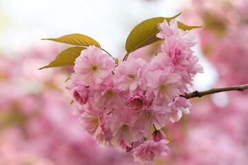 Wunderschöne zart rosa rosé Kirschblüten in Herzform