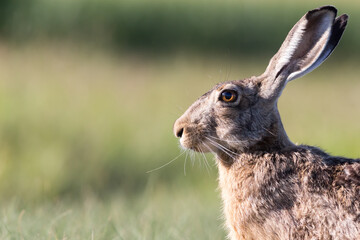European hare eating grass