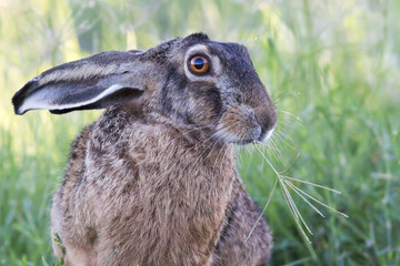 European hare portrait © Marcfoto