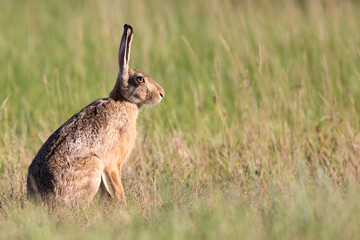 European hare