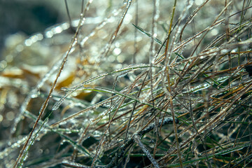 Beautiful winter bacground of wild grass covered with ice after freezing rain