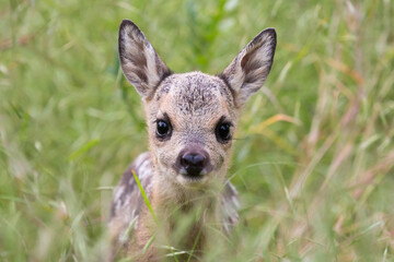 European roe deer fawn