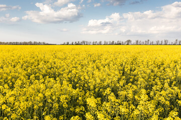 Fototapeta premium Rapeseed field in spring