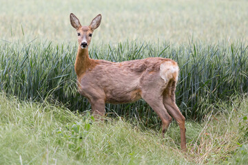 European roe deer