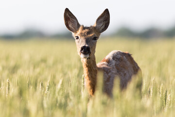 European roe deer