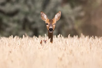 Deurstickers European roe deer © Marcfoto