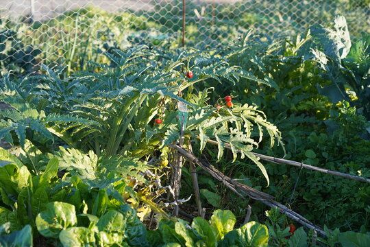 huerto urbano