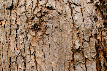 tree bark in the background. abstract nature background.