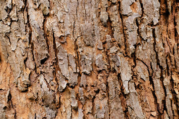 tree bark in the background. abstract nature background.