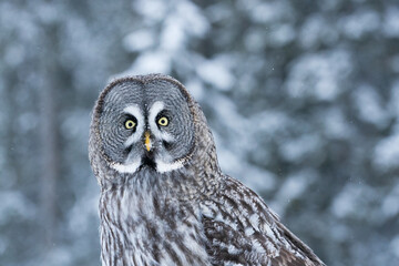A close-up portrait of a majestic Great Grey Owl (Strix nebulosa) in snowy taiga forest near Kuusamo, Northern Finland.	