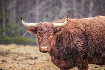 herd of Highland cattle Scotland