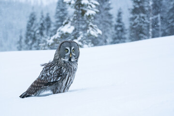 Great Grey Owl (Strix nebulosa) standing on white snow in the middle of winter wonderland of snowy taiga forest near Kuusamo, Northern Finland.	