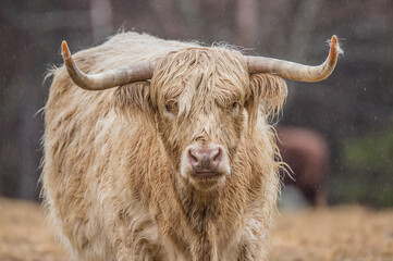herd of Highland cattle Scotland