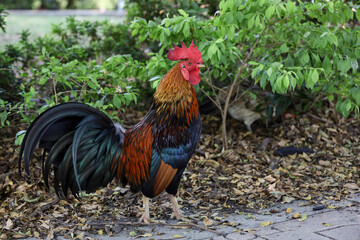 The fighting cock in garden nature farm at thailand