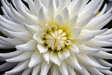 Close up of beautiful white dahlia