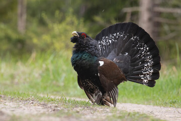 European largest grouse Western capercaillie, Tetrao urogallus in a lush coniferous boreal forest during a breeding season in Estonia, Northern Europe.	
