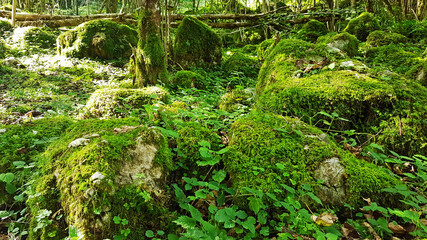 Fototapeta na wymiar Abgelegener grüner Ort im Wald mit Steinen, Moos, Sträuchern, Bäumen und Blättern