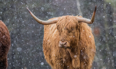 herd of Highland cattle Scotland