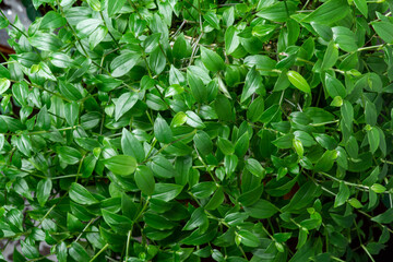 Tradescantia. Background. Green wall. 