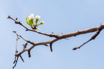 Branch with beautiful blooming pear tree flowers in the garden against a blue sky