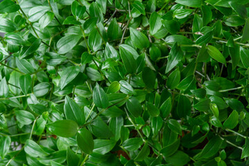 Tradescantia. Background. Green wall. 