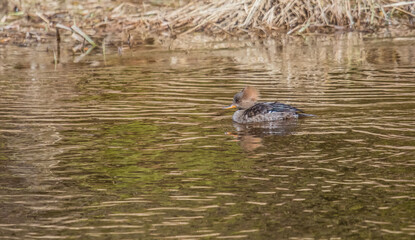 spring ducks in river