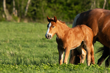 A small brown foal next to a large horse in Estonian countryside, Northern Europe.	