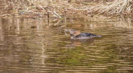 spring ducks in river