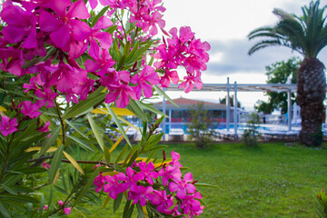flowers in the garden