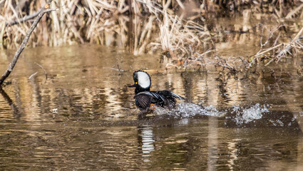 spring ducks in river