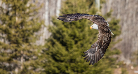 adult bald eagle in forest 