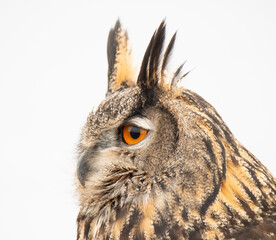 Eurasian Eagle Owl on Perch