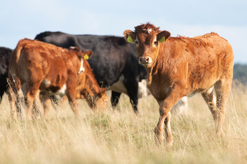 A group of colorful beef cattle in a shade on a summery coastal meadow in Estonia, Northern Europe.	