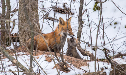mother red fox hunting for kit