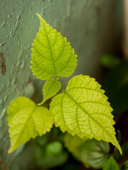 "
Tropical plant pic six, green leaf modeling background, blurry bokeh art"
