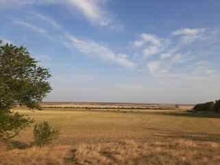 Fototapeta premium tree in the field