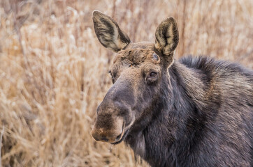 spring round bull moose drinking 
