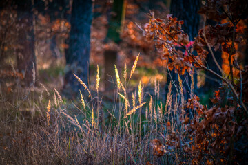 Colourful autumn scene with orange leaves and sunny grasses in a forest