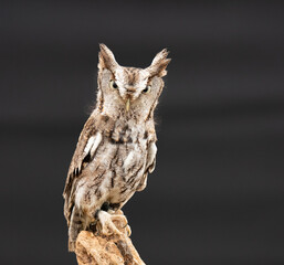 Screech Owl on Branch