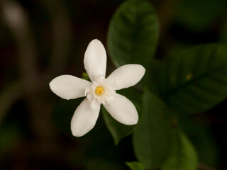 "
Tropical plants pic seventeen, flower modeling backgrounds, blurry bokeh art"
